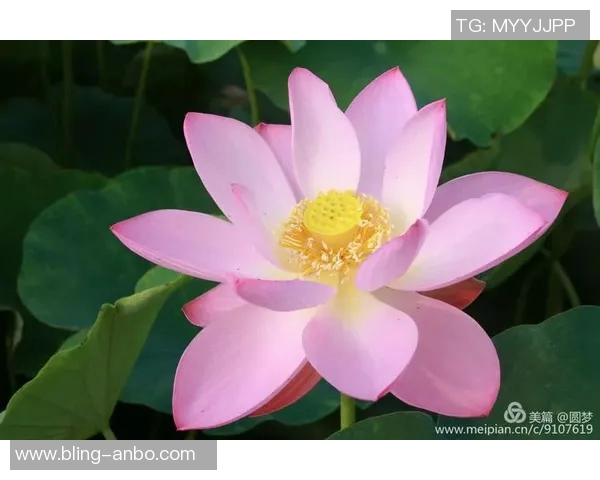 追梦之路：马克威廉姆斯的温和外表与不屈斗志的完美结合